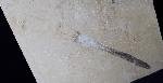 Hibolithes sp. (MONTFORT 1808) - Bild &copy; FossNet FossilienStore